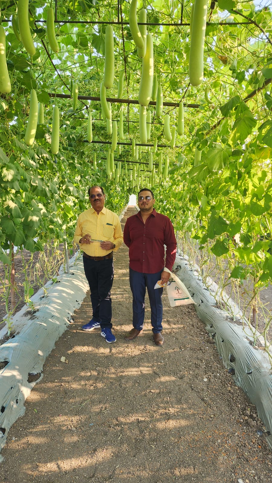 Greenhouse Project 53